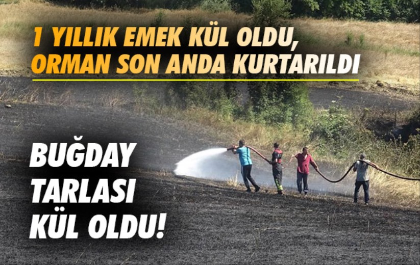 Samsun'da 1 yıllık emek kül oldu, orman son anda kurtarıldı