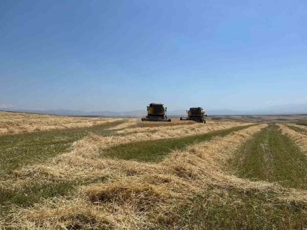 Kars'ta Ata tohumu arpa ile bereket fışkırdı: Çiftçinin yüzü güldü