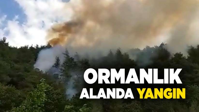 Samsun'da ormanlık alanda yangın 