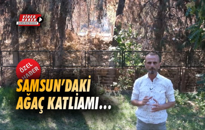 Samsun'daki ağaç katliamı