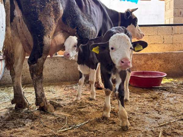 Şanlıurfa'da şap hastalığıyla mücadele devam ediyor