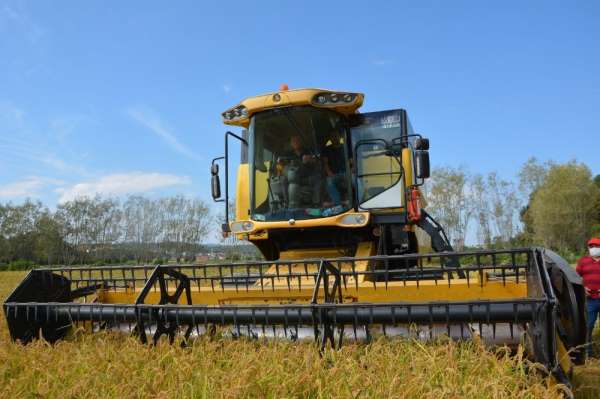 19 Mayıs'ta çeltik hasadı başladı 