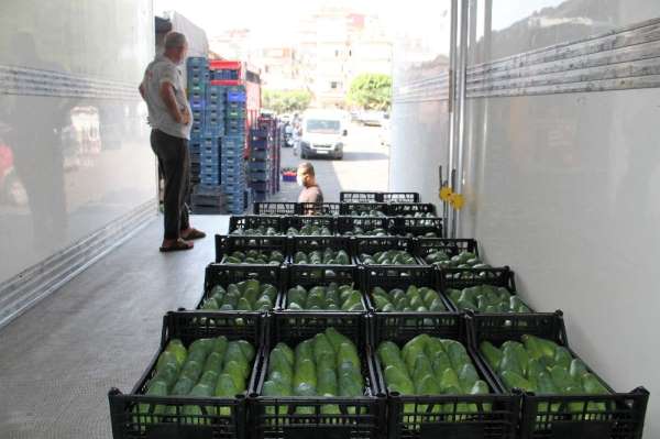 Alanya'dan Bulgaristan'a 3 ton avokado ihracatı 