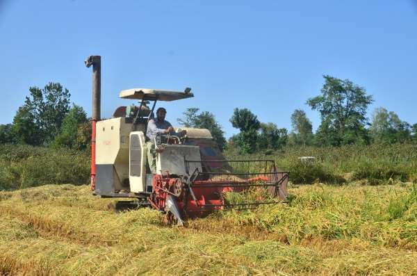 Pirinç diyarı Terme'de çeltik hasadı başladı 