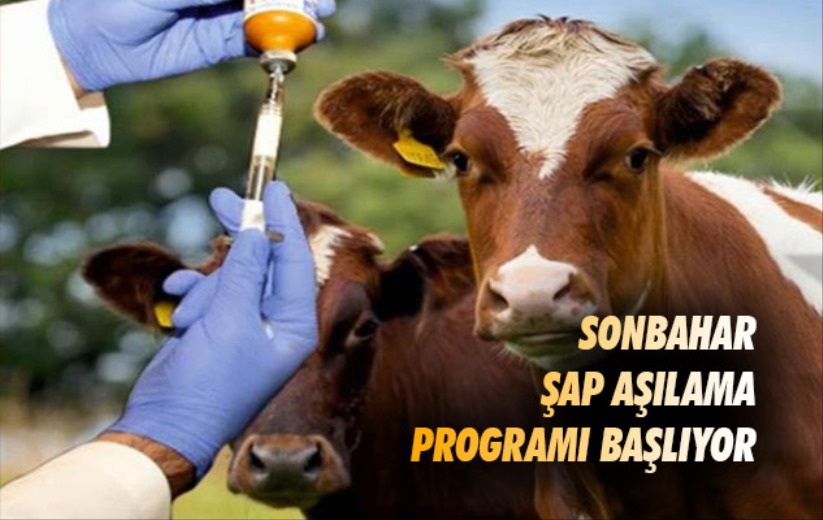 Sonbahar şap aşılama programı başlıyor