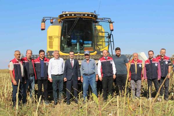 Pazar'da ayçiçeğinde 600 ton ürün bekleniyor