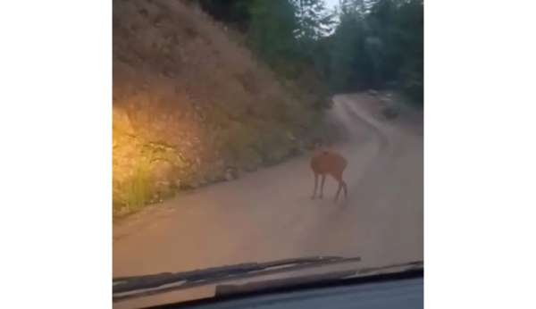 Sinop'ta yol ortasında dinlenen karaca kameraya yansıdı