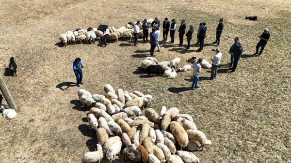 Vali Balcı: 'Çiftçilerimize 240 bin koyun verdik'