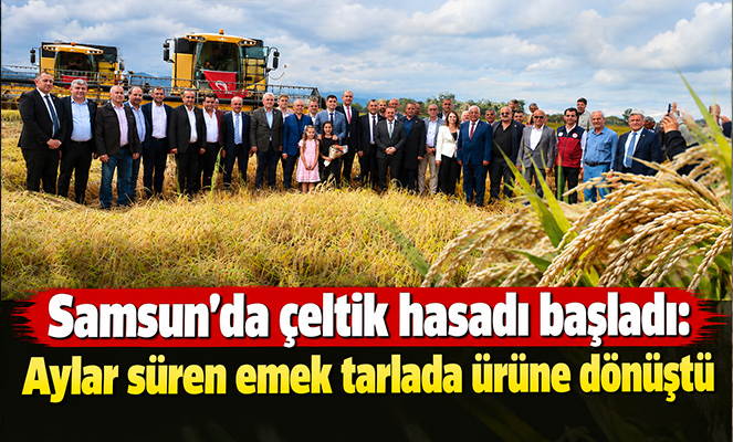 Samsun'da çeltik hasadı başladı: Aylar süren emek tarlada ürüne dönüştü