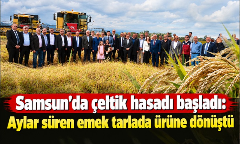Samsun'da çeltik hasadı başladı: Aylar süren emek tarlada ürüne dönüştü