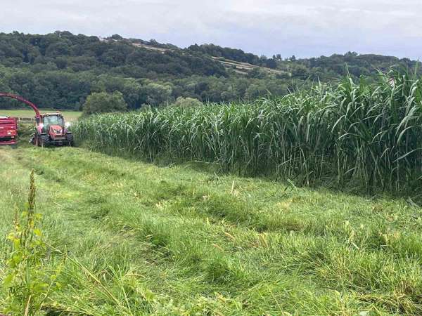 Sinop'ta maralfalfa üretiminde ilk hasat yapıldı