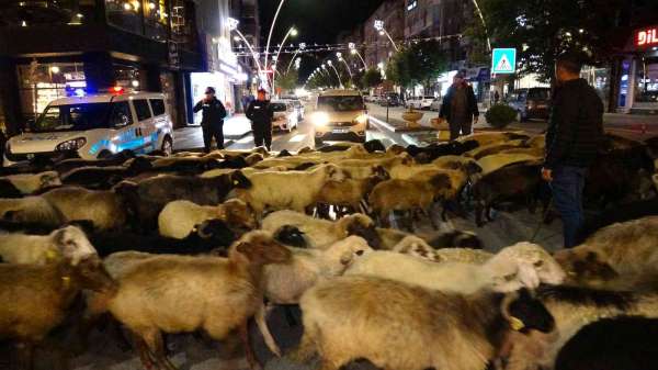 Şehir merkezinden koyun sürüsü geçti, trafik durdu - Tokat haber