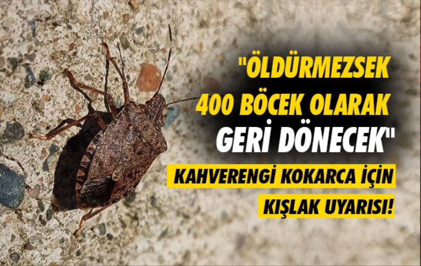 Samsun'da kahverengi kokarca için kışlak uyarısı: 'Öldürmezsek 400 böcek olarak geri dönecek'