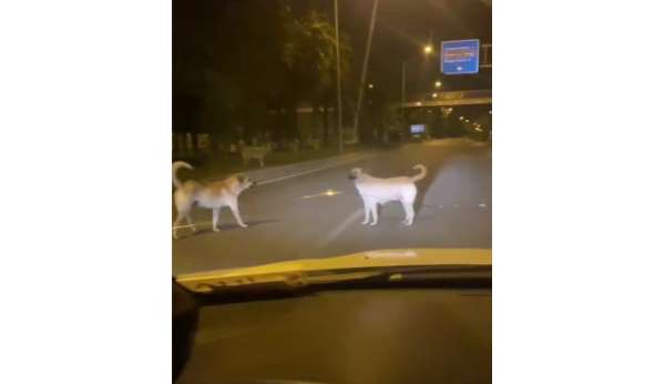 Başıboş sokak köpekleri kazaya davetiye çıkarıyor