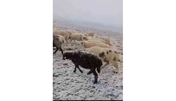 Yaylada otlayan koyunlar kar altında kaldı