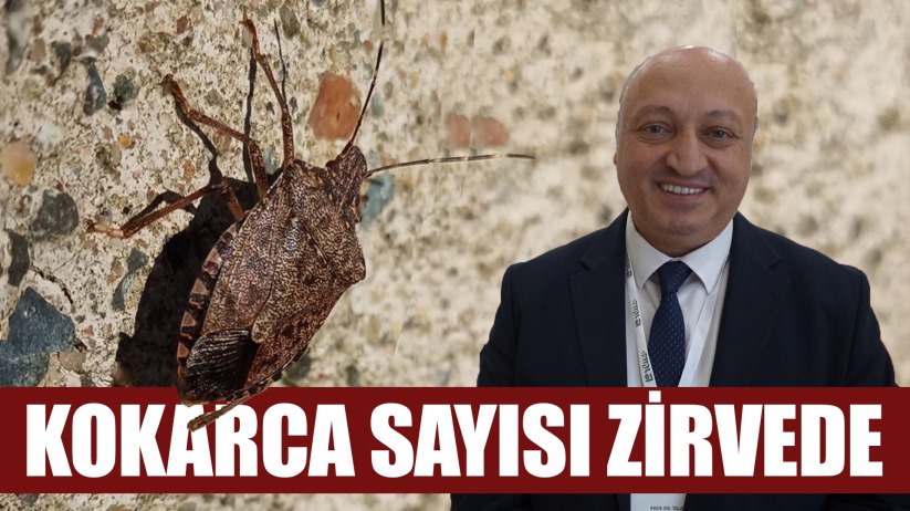 Kokarca sayısı zirvede: Uzmanı bahar aylarına dikkat çekti