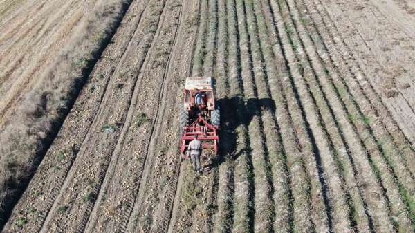 Kastamonu'da patates hasadı sürüyor