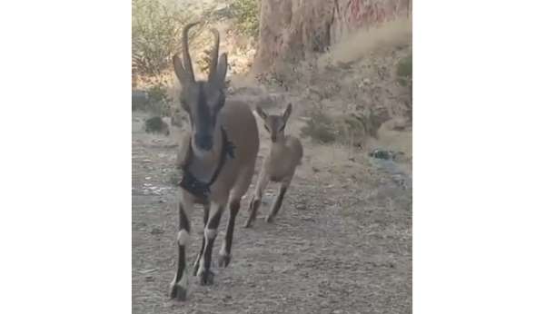 Kazankaya Kanyonu'na bırakılan keçiler yavrulayıp çoğalıyor