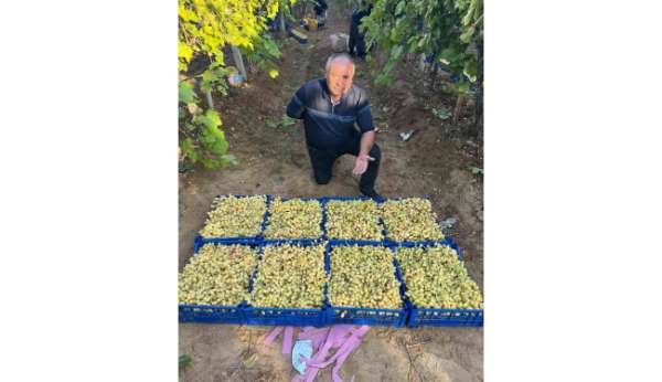 Sarıgöl'de üzüm hasadı hız kesmeden devam ediyor