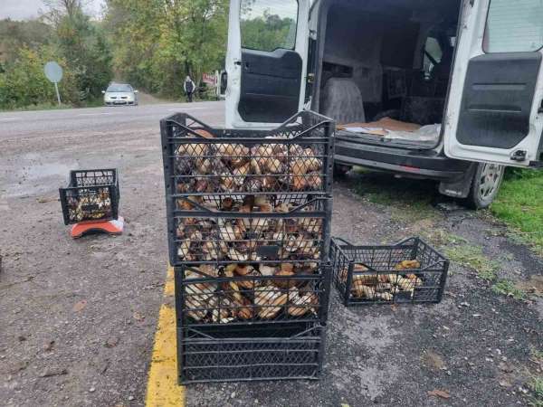 Sinop'tan Avrupa'ya mantar ihracatı