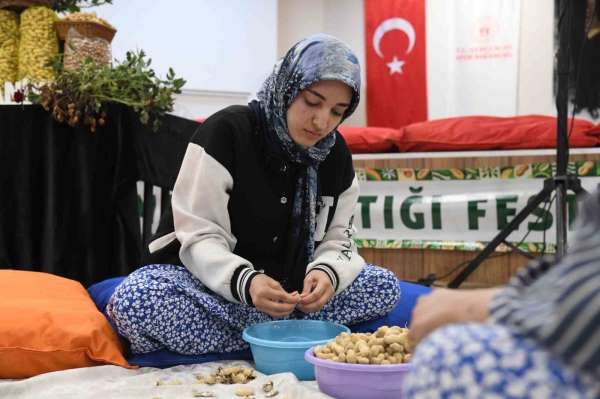 Osmaniye'de üniversiteli kızlar fıstık kırma yarışmasında kıyasıya mücadele etti
