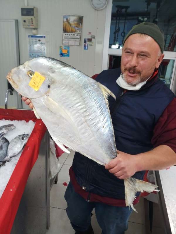 Sinop'ta yakalanan dev İskender balığı görenleri şaşkına cevirdi