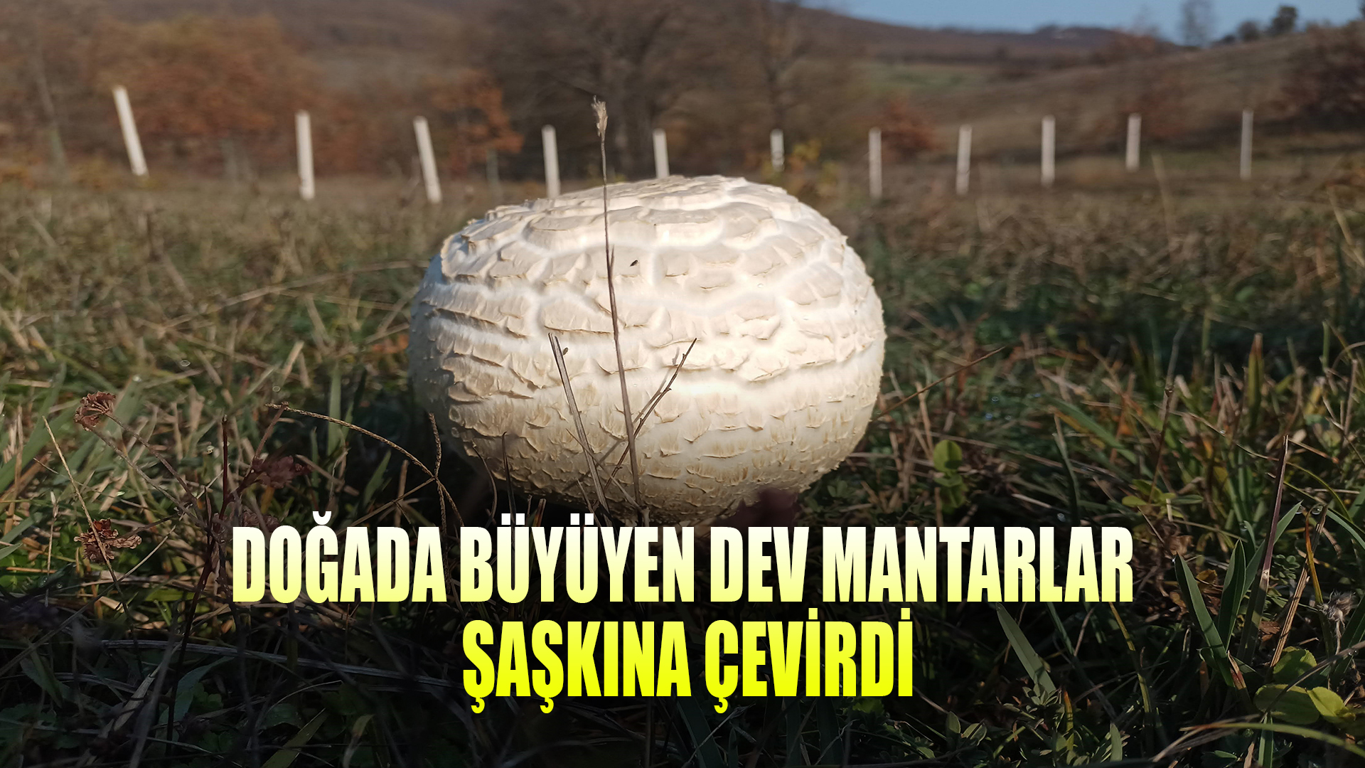 Doğada büyüyen dev mantarlar şaşkına çevirdi