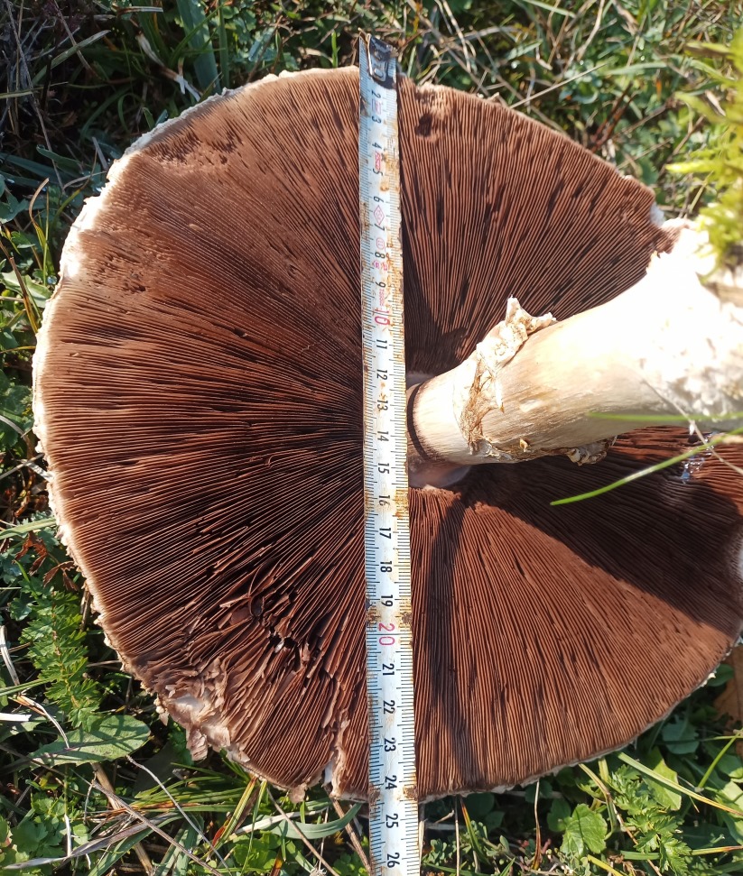 Doğada büyüyen dev mantarlar şaşkına çevirdi