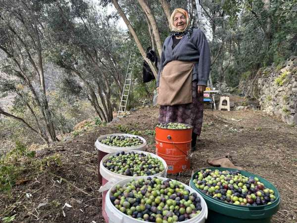 Artvin'de Butko Zeytininin hasadı devam ediyor