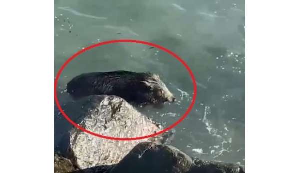 Ordu'da denizde yaban domuzu görüntülendi