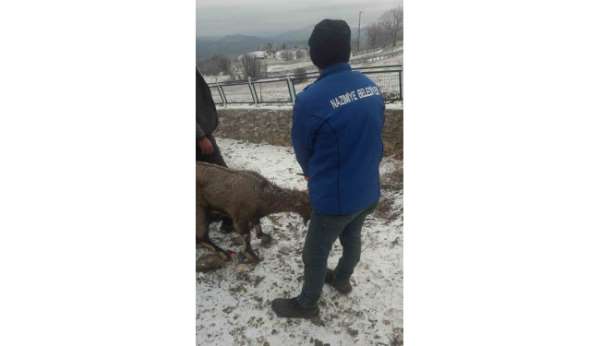 Köpeklerin saldırısına uğrayan yaban keçisi tedavi altına alındı