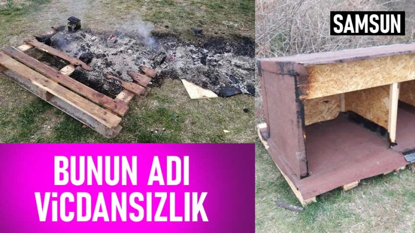 Samsun'da sokak hayvanlarının barınaklarını yaktılar