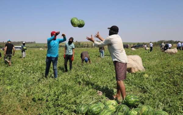 Adana, yılda 1 milyon ton karpuz üretiyor 