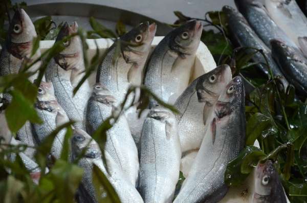 Su ürünleri üretimi 7 yılda yüzde 10,6 geriledi 