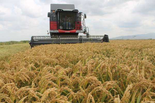 Çeltikte hasat sürüyor 