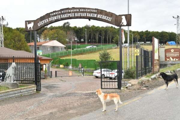Samsun'da 137 yasaklı ırk köpek bakım merkezine bırakıldı