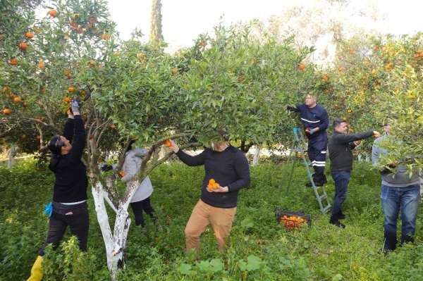 Belediyenin mandalinaları kurutulmuş olarak geri gelecek 