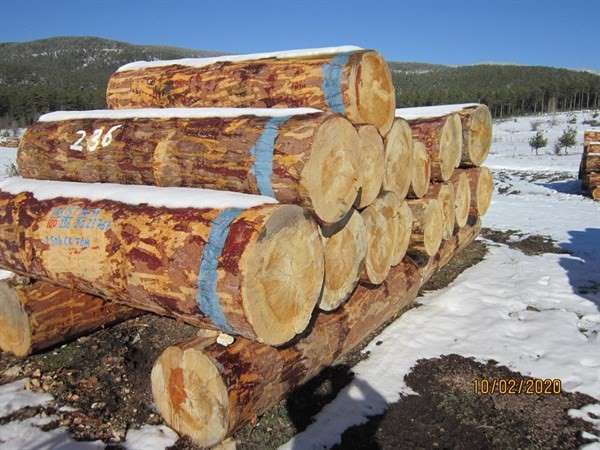 Kütahya'da 2 milyon 96 bin TL orman emvali satışı 