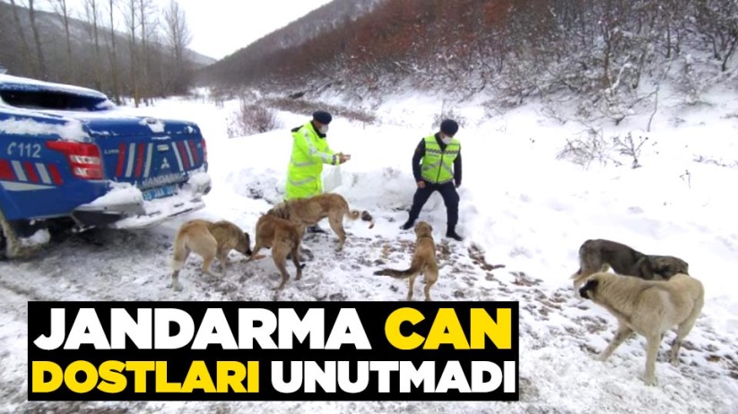 Samsun'da jandarma sokak hayvanlarını unutmadı