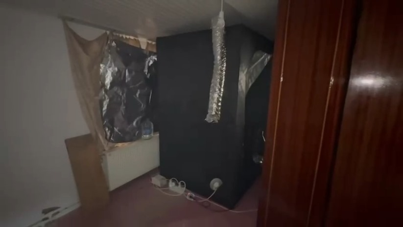 Samsun'da elbise dolabından kenevir serası