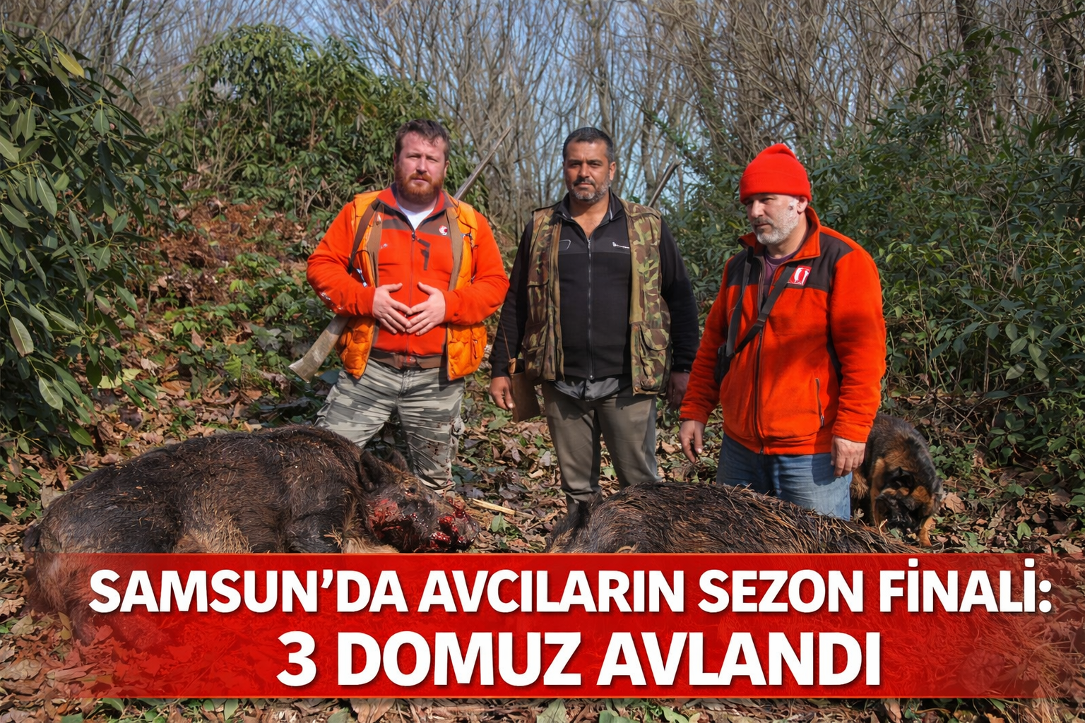 Samsun'da avcıların sezon finali: 3 domuz avlandı