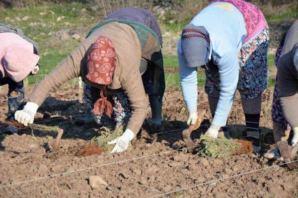 Sındırgı'da kök boya bitkileri toprakla buluşuyor - Balıkesir haber