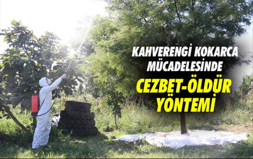 Kahverengi kokarca mücadelesinde cezbet-öldür yöntemi