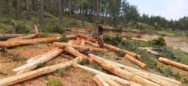 Orman işçileri, yıkılan ağaçları ekonomiye kazandırıyor 