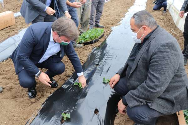 İç Anadolu'nun Çukurova'sında devlet desteğiyle üretim artarak sürüyor