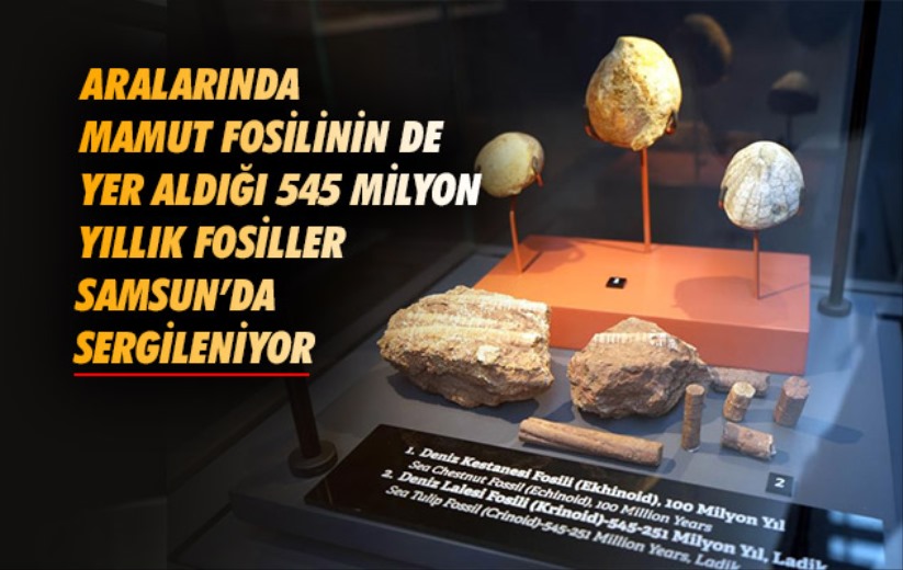 Aralarında mamut fosilinin de yer aldığı 545 milyon yıllık fosiller Samsun'da sergileniyor