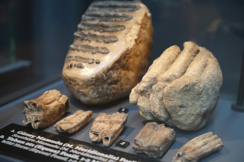Aralarında mamut fosilinin de yer aldığı 545 milyon yıllık fosiller Samsun'da sergileniyor