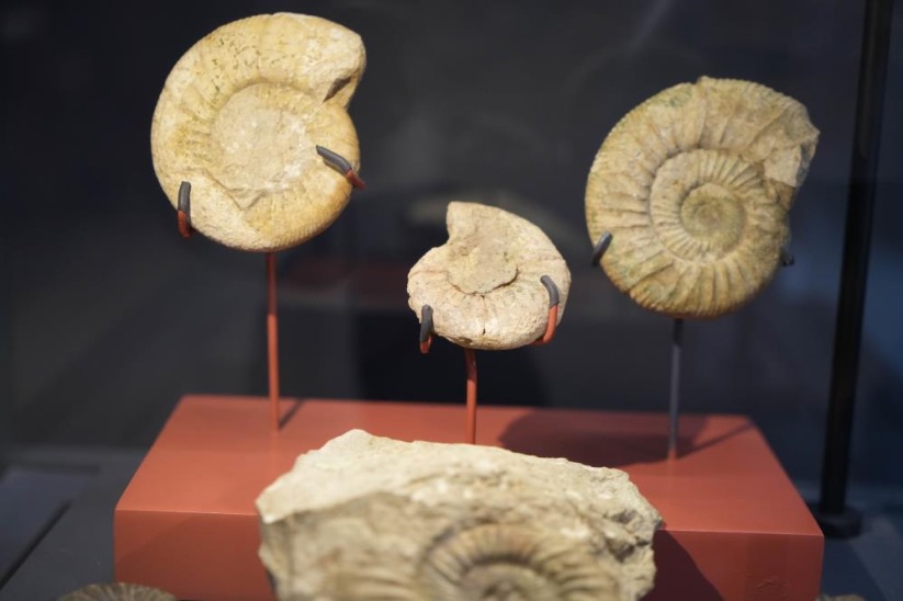 Aralarında mamut fosilinin de yer aldığı 545 milyon yıllık fosiller Samsun'da sergileniyor