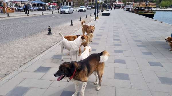 Sinop'ta başıboş köpekler vatandaşları tedirgin ediyor