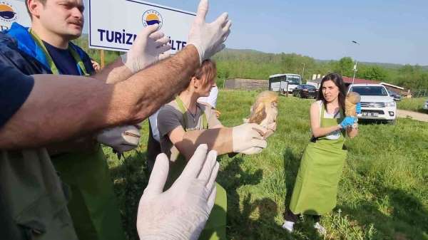 Sinop'ta yaraları tedavi edilen doğaya salındı